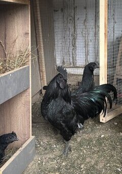 Araucana, Ayam, bantam