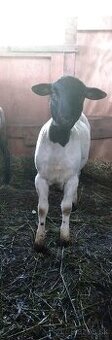 Dorper