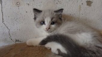 ragdoll,radgoll,mačatá k odberu
