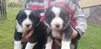 Predám šteniatka kríženej border kólie a čierneho labradora