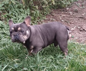 Francúzsky buldoček