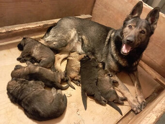 Nemecký ovčiak - šteniatka s PP