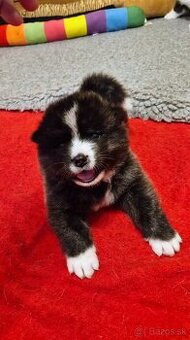 Akita inu, štěňátko s průkazem původu.