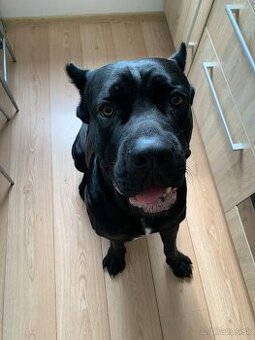 Pes Cane corso