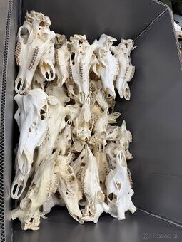 Trofej.parohy,parozie,jelen,lebka