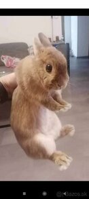 Darujem zajaca
