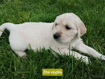 Zlatý retriever šteniatka