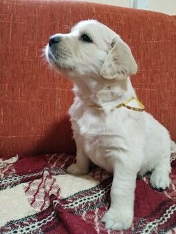 Zlatý retriever šteniatka