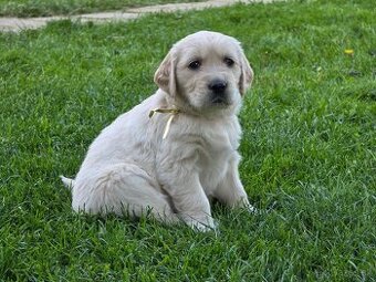 Zlatý retriever šteniatka