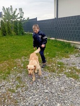 Zlatý labrador