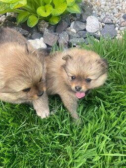 Pomeranian nemecky spic
