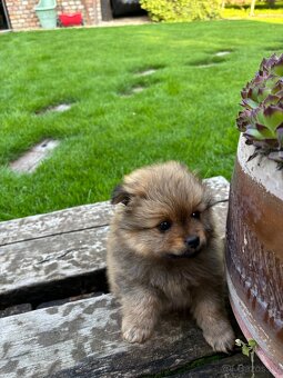 Pomeranian nemecky spic