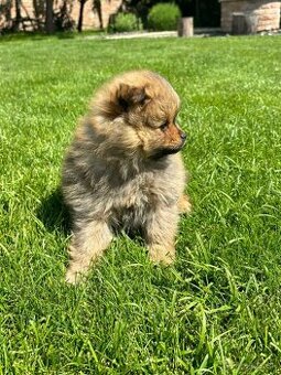 Pomeranian nemecky spic