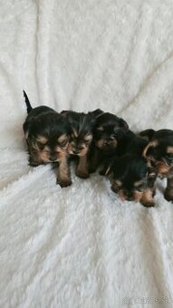 Yorkshire Terrier