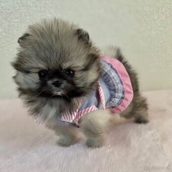 pomeranian - špic