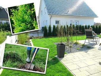 Tuja smaragdová / smaragd 150+cm Pestovane na Slovensku