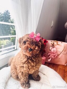 Maltipoo