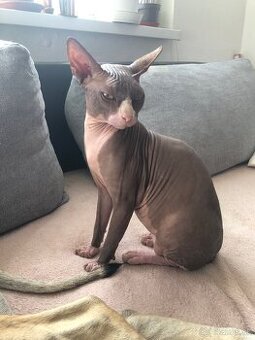Predám mačku Sphynx