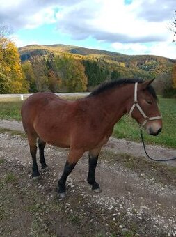 Klisna slezký norik