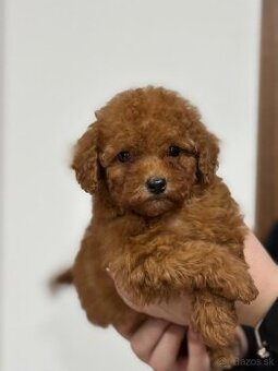 Pudlik trpaslíci /toy