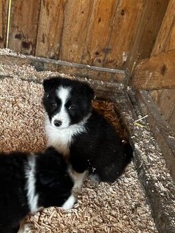 Šteniatka Border kólia