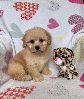 Beige maltipoo boy
