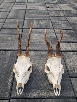 Parozie, trofej, parohy