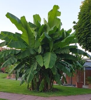 Musa basjoo - mrazuvzdorný banánovník