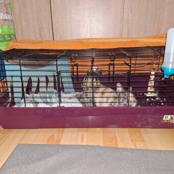 🐰 Predám zakrslého zajačika s rodokmeňom a doplnkami🐰 - 1