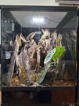 Terarium + Pagekon Riasnatý