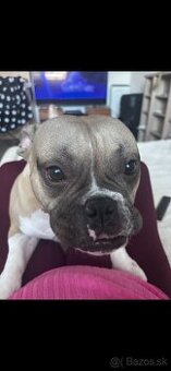 Exotix bully - hennessy , 3 ročna fenka