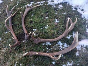 Zhody ; parohy ; parožie ; paroh ; trofej