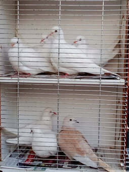 Hrdličky chichotavé- krúžkované