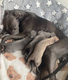 Talianský chrtík s rodokmenem CFI