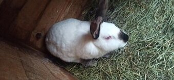 Predám králiky 4,5 mesačne