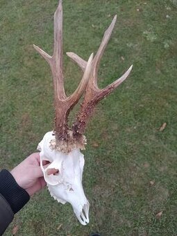 Parohy, zhody, trofeje, srnce