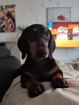 Predám 5 mesačné šteniatko