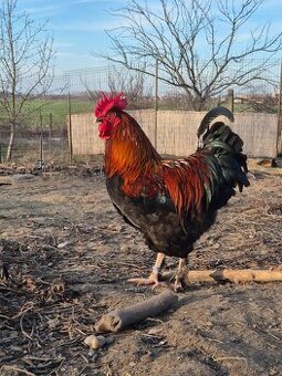 Kohút ( marans medenokrká )