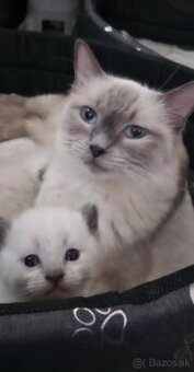 Ragdoll Blue