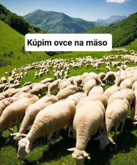 Ovce na mäso