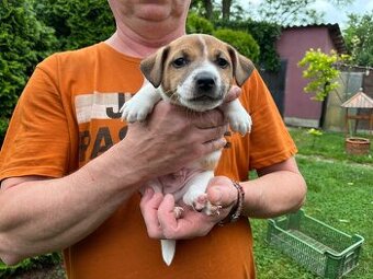 Tricolor Jack Russell šteniatka