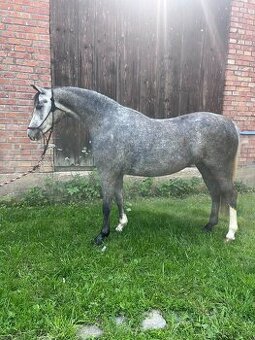 Perspektívna Welsh pony kobylka