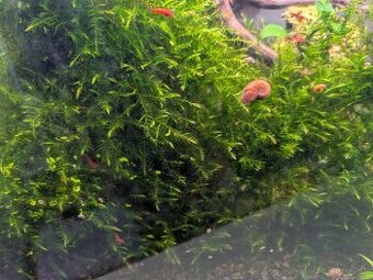 Willow moss