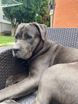 Darujem fenku Cane Corso