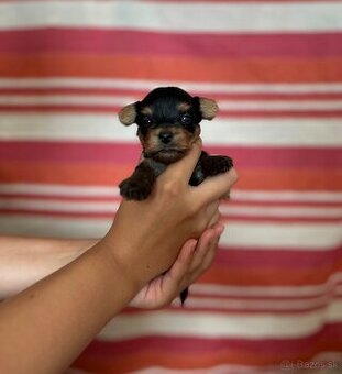 Yorkshire terrier, york