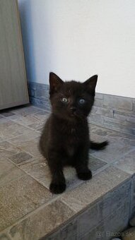 Darujeme macicku do dobrych ruk