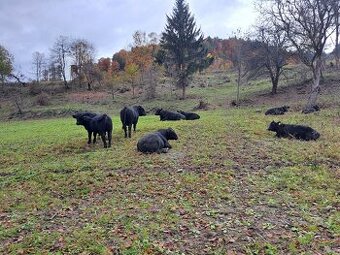 Aberden Angus. Jalovice - bíčky - 1