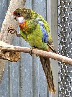 Predám alebo vymením rozeli pestré - 1