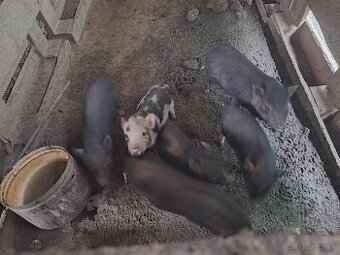 Vietnamské prasiatka