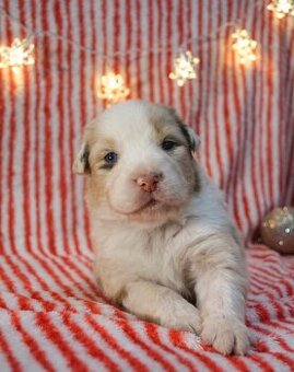 Austrálsky ovčiak s PP - 1